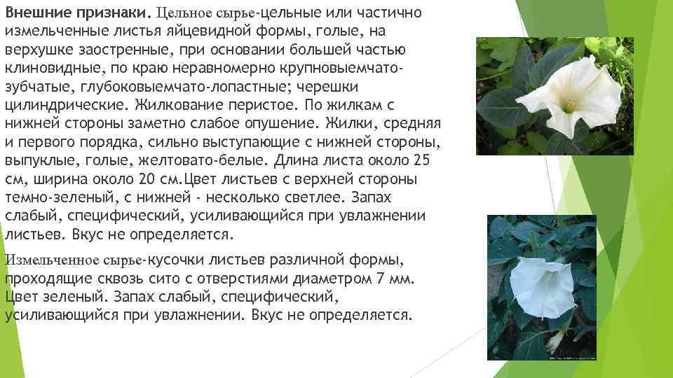 Внешние признаки. Цельное сырье-цельные или частично измельченные листья яйцевидной формы, голые, на верхушке заостренные,
