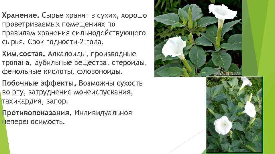 Хранение. Сырье хранят в сухих, хорошо проветриваемых помещениях по правилам хранения сильнодействующего сырья. Срок