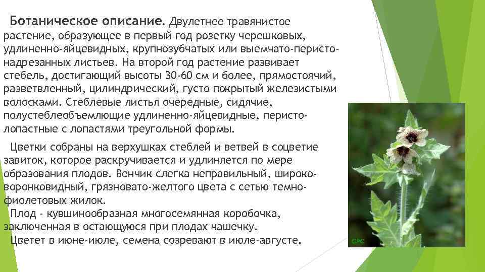 Ботаническое описание. Двулетнее травянистое растение, образующее в первый год розетку черешковых, удлиненно-яйцевидных, крупнозубчатых или