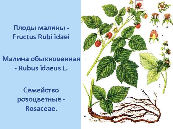 Плоды малины Fructus Rubi idaei Малина обыкновенная - Rubus idaeus L. Семейство розоцветные Rosaceae.