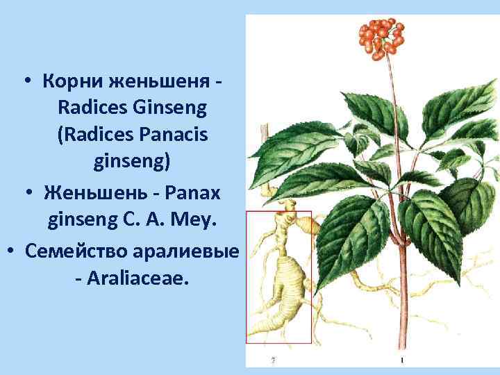  • Корни женьшеня Radices Ginseng (Radices Panacis ginseng) • Женьшень - Panax ginseng