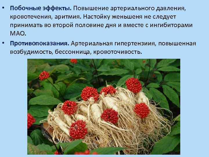  • Побочные эффекты. Повышение артериального давления, кровотечения, аритмия. Настойку женьшеня не следует принимать