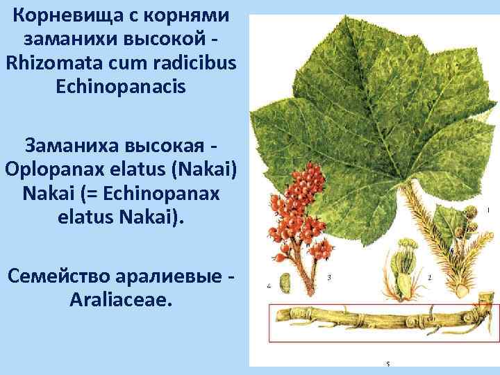 Заманиха высокая рисунок