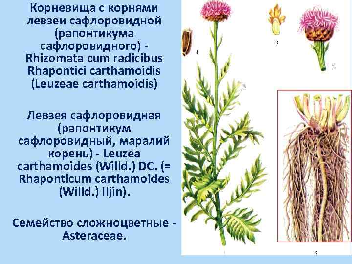 Левзея сафлоровидная лечебные свойства