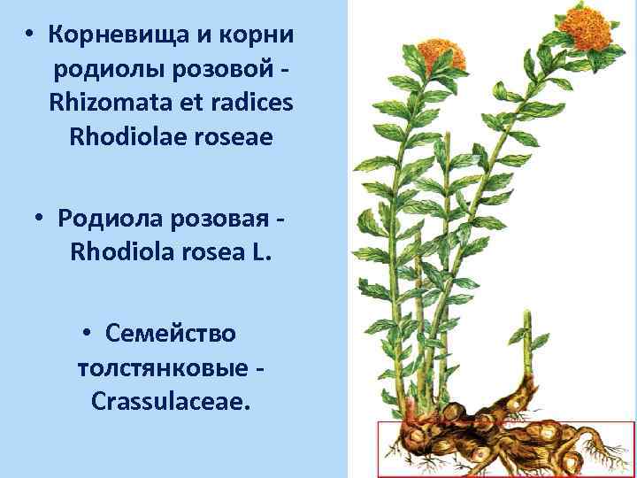  • Корневища и корни родиолы розовой Rhizomata et radices Rhodiolae roseae • Родиола
