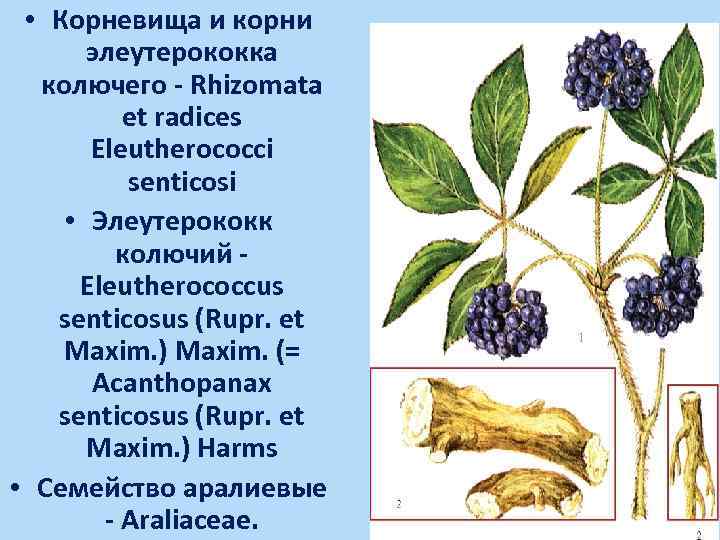  • Корневища и корни элеутерококка колючего - Rhizomata et radices Eleutherococci senticosi •