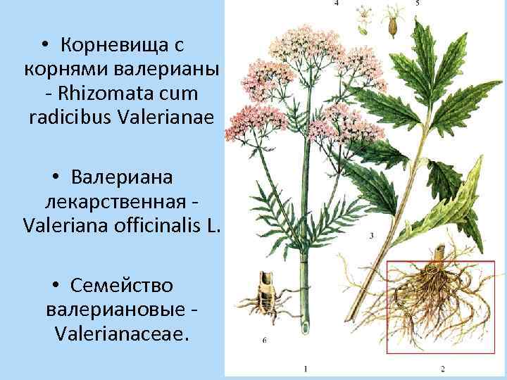  • Корневища с корнями валерианы - Rhizomata cum radicibus Valerianae • Валериана лекарственная