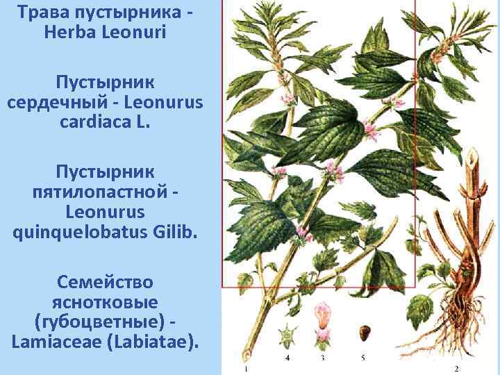 Трава пустырника Herba Leonuri Пустырник сердечный - Leonurus cardiaca L. Пустырник пятилопастной Leonurus quinquelobatus