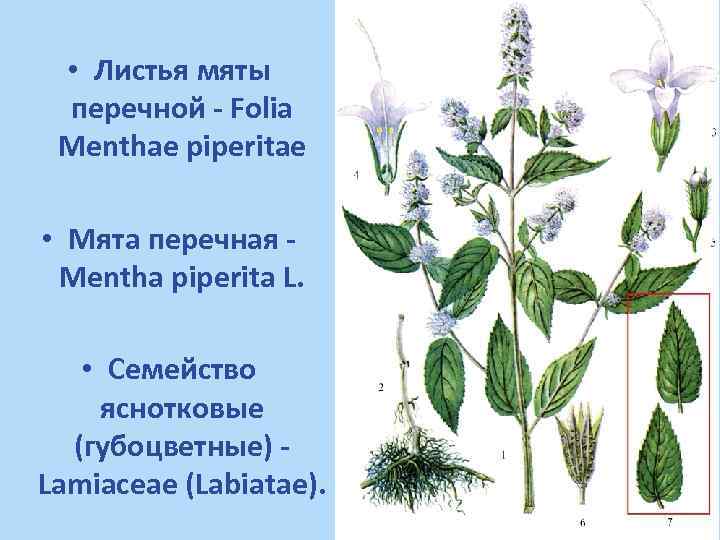  • Листья мяты перечной - Folia Menthae piperitae • Мята перечная Mentha piperita