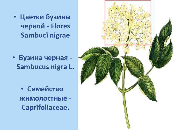  • Цветки бузины черной - Flores Sambuci nigrae • Бузина черная Sambucus nigra
