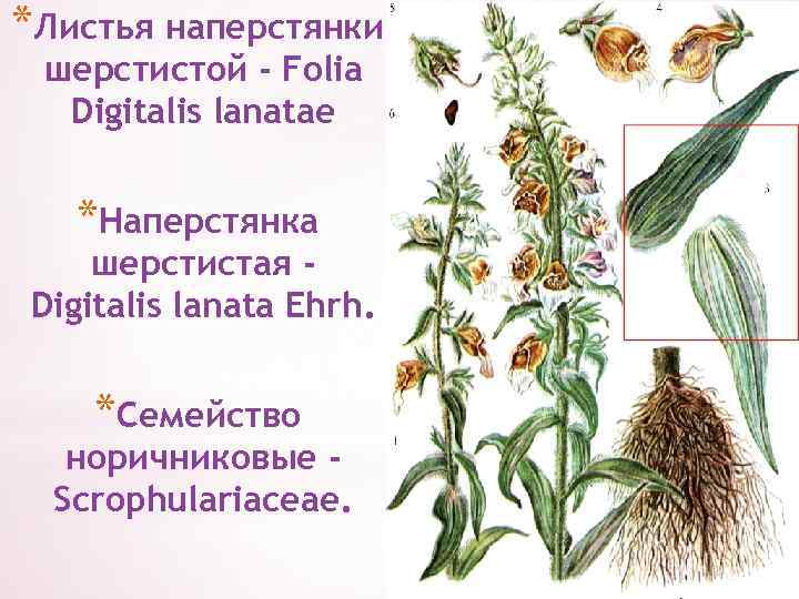 *Листья наперстянки шерстистой - Folia Digitalis lanatae *Наперстянка шерстистая Digitalis lanata Ehrh. *Семейство норичниковые