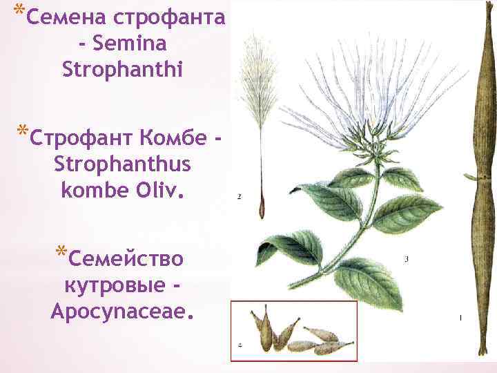 *Семена строфанта - Semina Strophanthi *Строфант Комбе Strophanthus kombe Oliv. *Семейство кутровые Apocynaceae. 