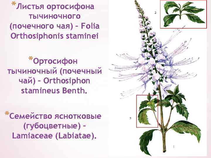 Трава ортосифон тычиночный фото и описание