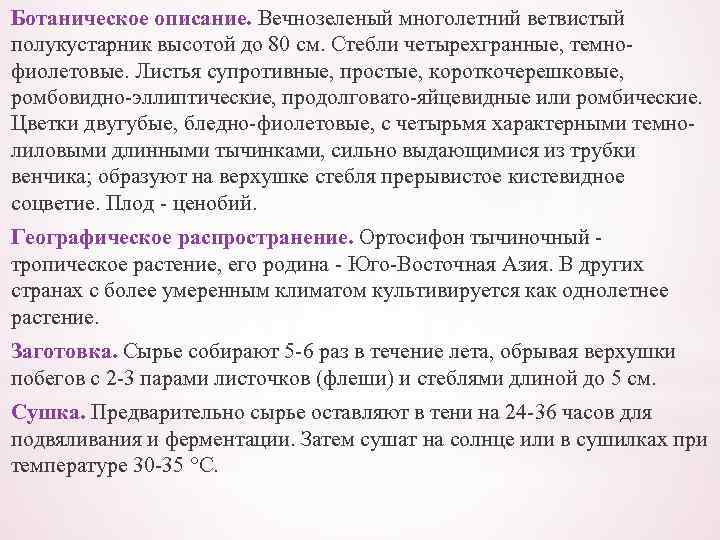 Ботаническое описание. Вечнозеленый многолетний ветвистый полукустарник высотой до 80 см. Стебли четырехгранные, темнофиолетовые. Листья