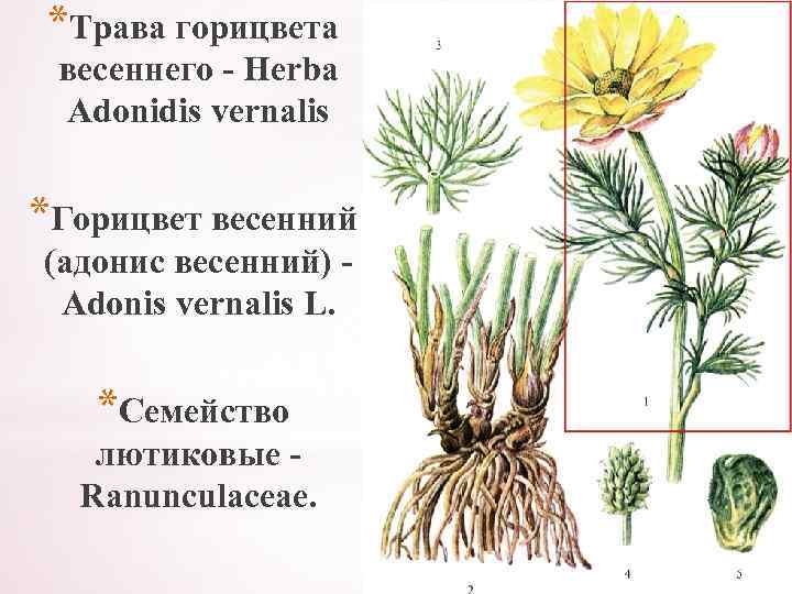 *Трава горицвета весеннего - Herba Adonidis vernalis *Горицвет весенний (адонис весенний) Adonis vernalis L.