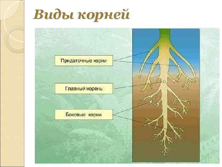 Виды корней 