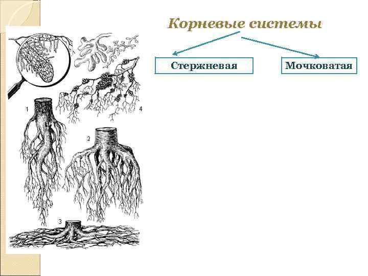 Корневые системы Стержневая Мочковатая 