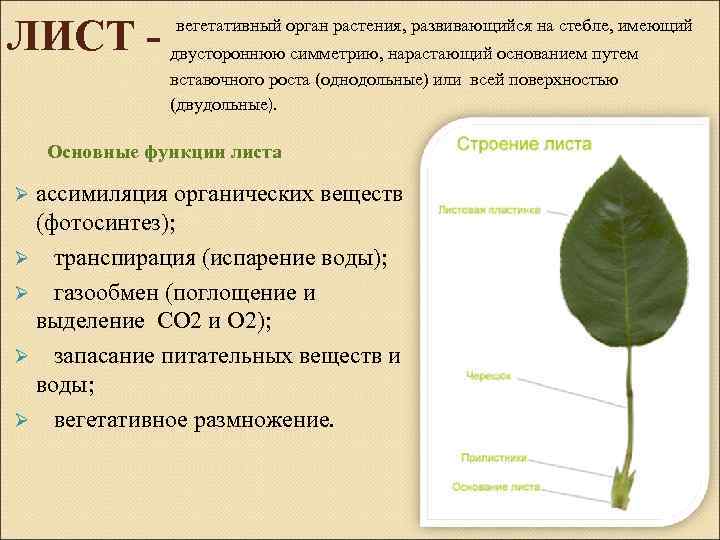 Вегетативные органы лист побег. Вегетативное строение листа. Лист орган растения. Лист вегетативный орган. Общая характеристика листа.