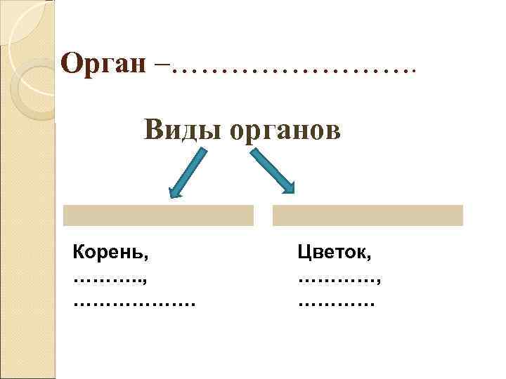 Орган –…………. Виды органов Корень, ………. . , ………………. Цветок, ………… 