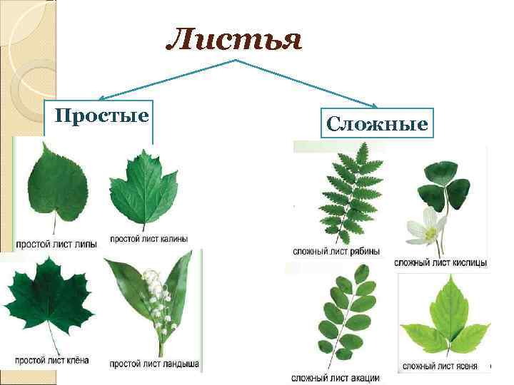 Листья Простые Сложные 