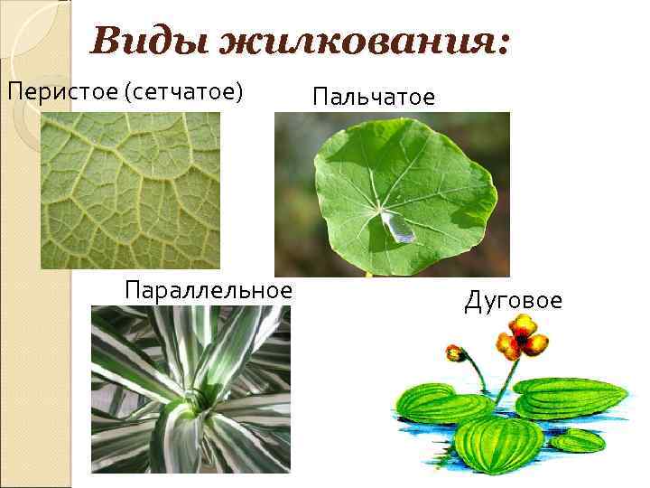 Сетчатое жилкование характерно для растений. Дихотомическое жилкование. Сетчатое перистое и пальчатое. Сетчатое жилкование листьев. Типы жилкования листа.