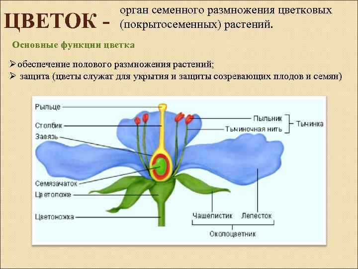 Доказывает что цветок является органом семенного размножения