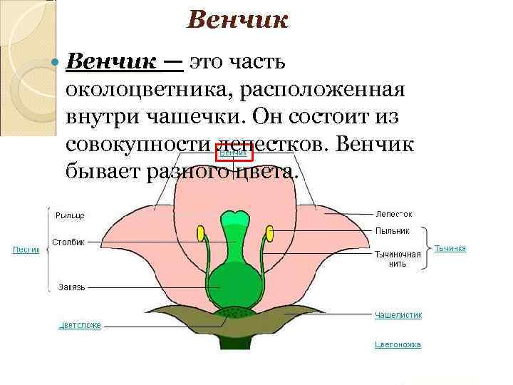 Строение чашечки. Чашечку и венчик биология. Венчик состоит. Венчик цветка состоит из чашелистиков. Венник у цветов биология.