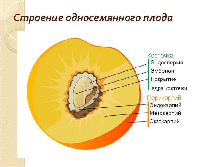 Строение односемянного плода 