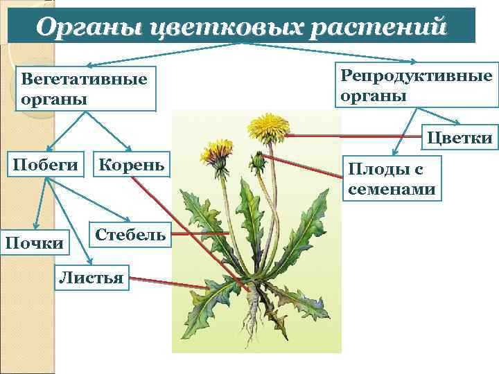 Плод это вегетативный. Вегетативные органы цветковых растений. Вегетативные органы цветкового растения. Вегетативные и репродуктивные органы растений. Строение органов цветкового растения.