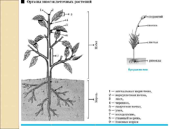 Название органов растений. Органы растений. Классификация органов растений. Органы растений без названий.