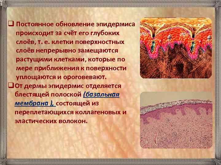 q Постоянное обновление эпидермиса происходит за счёт его глубоких слоёв, т. е. клетки поверхностных