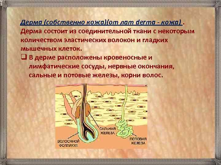 Дерма (собственно кожа)(от лат derma - кожа). Дерма состоит из соединительной ткани с некоторым