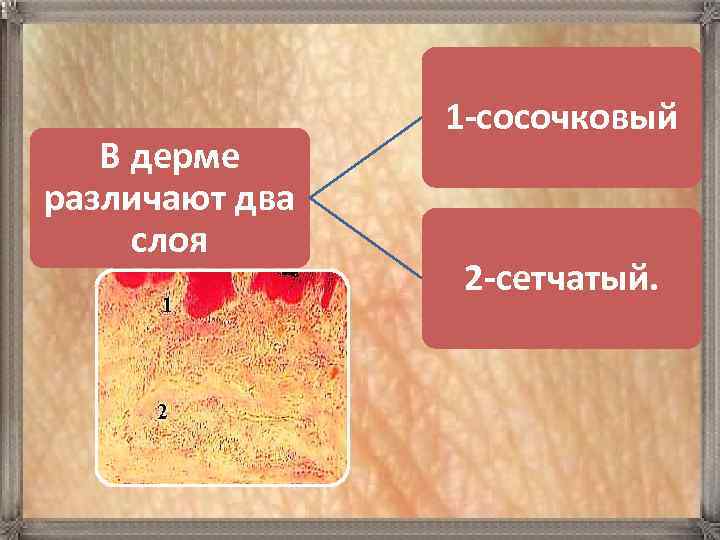 В дерме различают два слоя 1 -сосочковый 2 -сетчатый. 