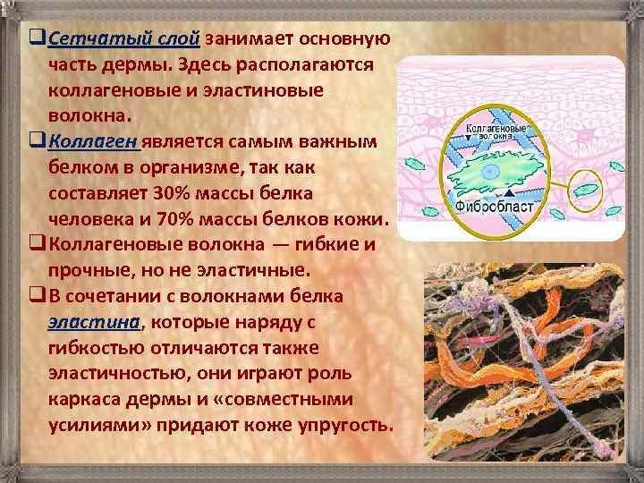 q. Сетчатый слой занимает основную часть дермы. Здесь располагаются коллагеновые и эластиновые волокна. q.