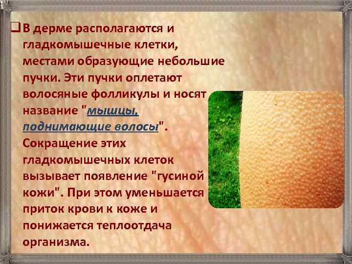 q В дерме располагаются и гладкомышечные клетки, местами образующие небольшие пучки. Эти пучки оплетают