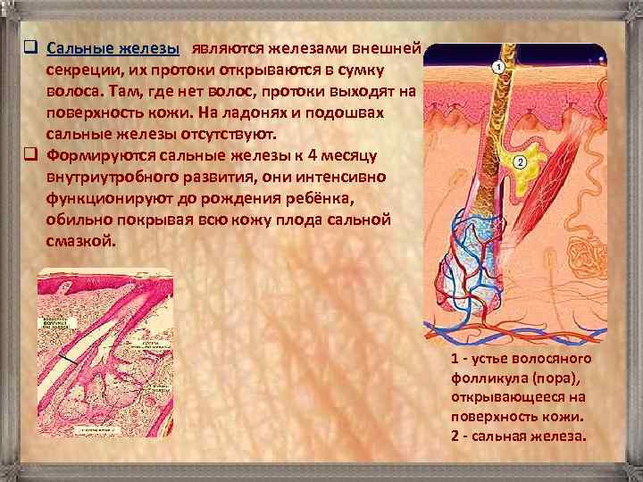 q Сальные железы являются железами внешней секреции, их протоки открываются в сумку волоса. Там,