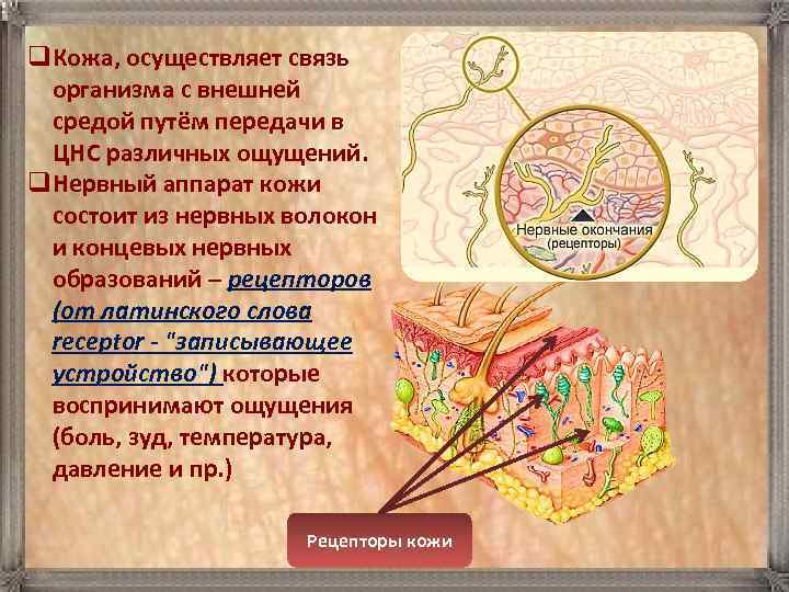 q. Кожа, осуществляет связь организма с внешней средой путём передачи в ЦНС различных ощущений.