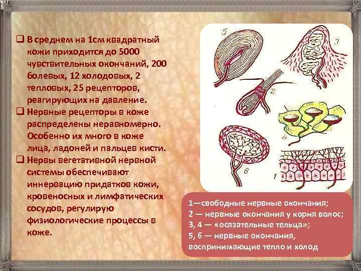 q В среднем на 1 см квадратный кожи приходится до 5000 чувствительных окончаний, 200