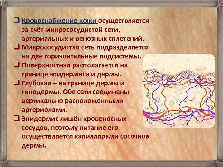 q Кровоснабжение кожи осуществляется за счёт микрососудистой сети, артериальных и венозных сплетений. q Микрососудистая