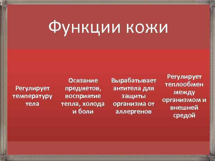 Функции кожи Регулирует температуру тела Регулирует Осязание Вырабатывает теплообмен предметов, антитела для между восприятие