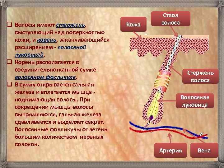 q Волосы имеют стержень, выступающий над поверхностью кожи, и корень, заканчивающийся расширением - волосяной