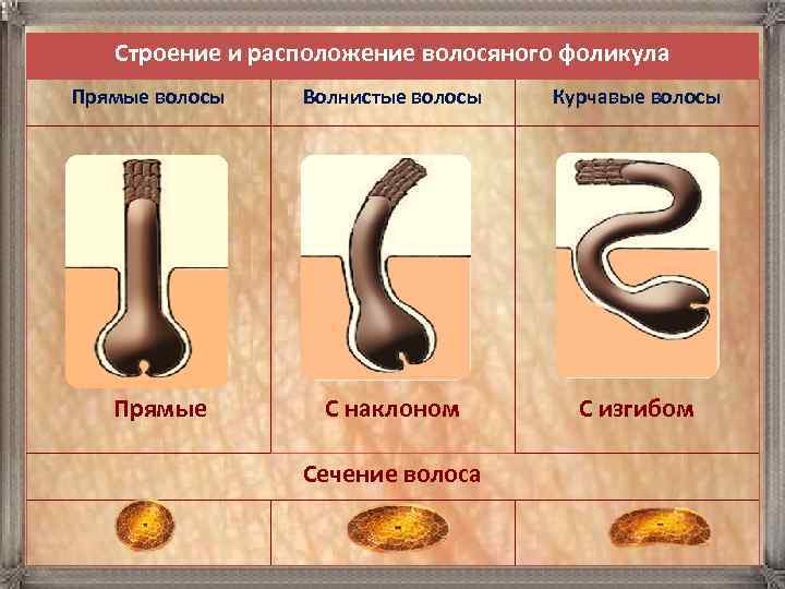 Строение и расположение волосяного фоликула Прямые волосы Прямые Волнистые волосы Курчавые волосы С наклоном