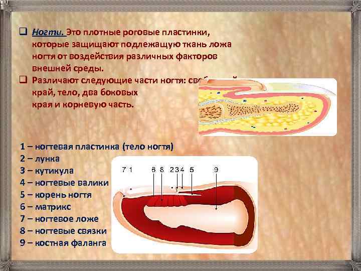 q Ногти. Это плотные роговые пластинки, которые защищают подлежащую ткань ложа ногтя от воздействия