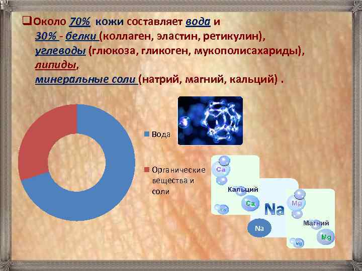 q. Около 70% кожи составляет вода и 30% - белки (коллаген, эластин, ретикулин), углеводы