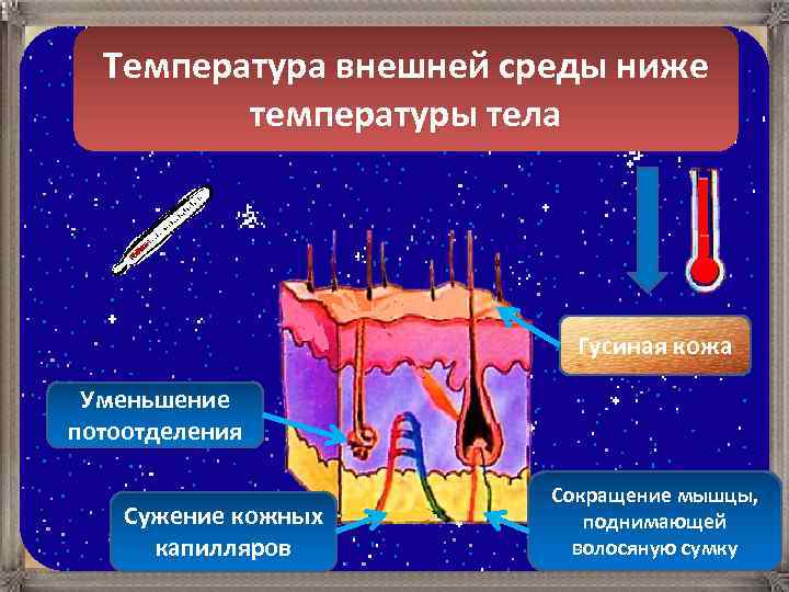 Температура внешней среды ниже температуры тела Гусиная кожа Уменьшение потоотделения Сужение кожных капилляров Сокращение