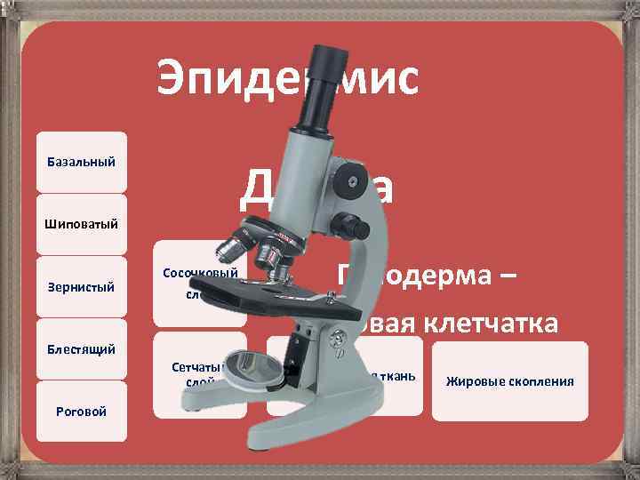  Эпидермис Базальный Шиповатый Зернистый Дерма Сосочковый слой Блестящий Сетчатый слой Роговой Гиподерма –