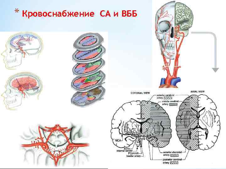 * Кровоснабжение СА и ВББ 