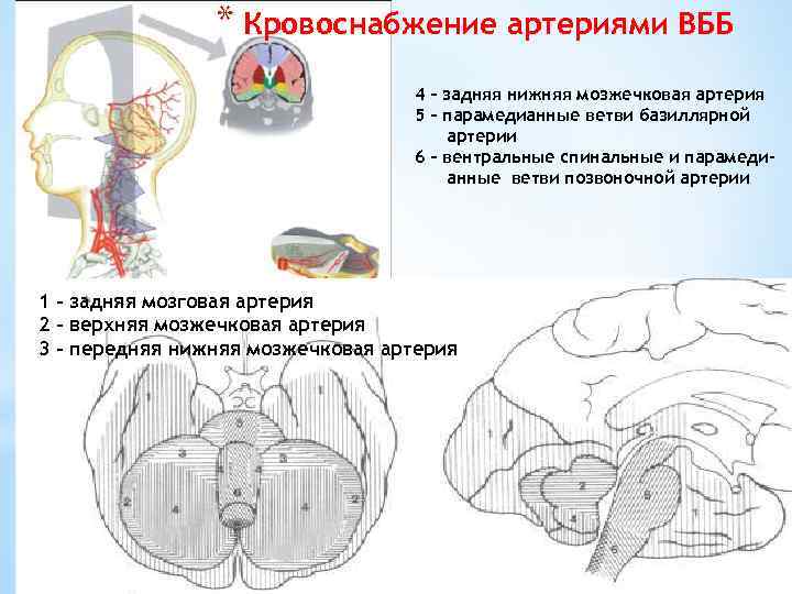 * Кровоснабжение артериями ВББ 4 – задняя нижняя мозжечковая артерия 5 – парамедианные ветви