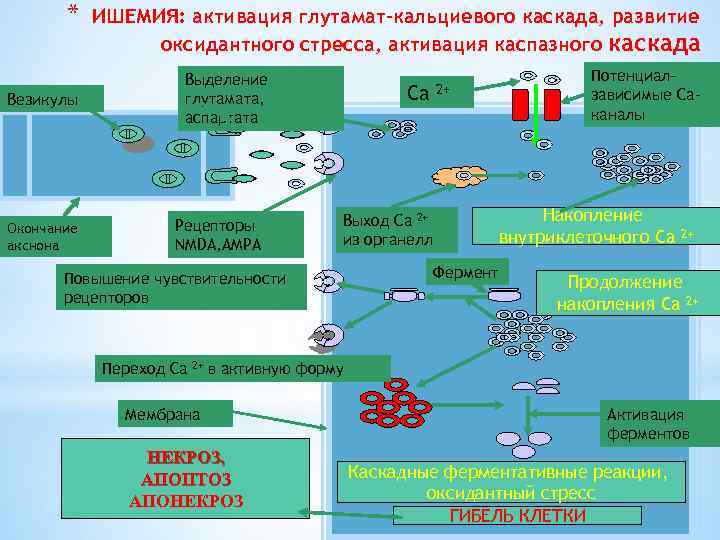 * Везикулы Окончание акснона ИШЕМИЯ: активация глутамат-кальциевого каскада, развитие оксидантного стресса, активация каспазного каскада