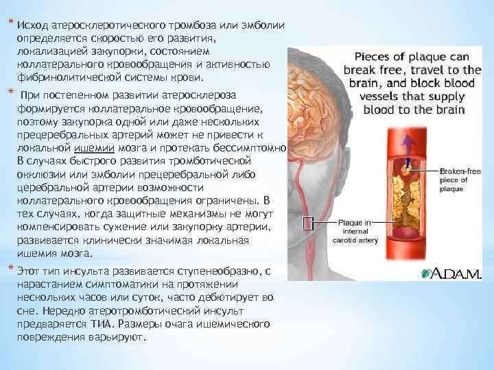 * Исход атеросклеротического тромбоза или эмболии определяется скоростью его развития, локализацией закупорки, состоянием коллатерального